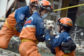 A schnauzer dog who survived the quake is pulled out of the rubble from a flattened building by rescuers in Mexico City on September 24, 2017. Hopes of finding more survivors after Mexico City's devastating quake dwindled to virtually nothing on Sunday, five days after the 7.1 tremor rocked the heart of the mega-city, toppling dozens of buildings and killing more than 300 people. / AFP PHOTO / ALFREDO ESTRELLA (Photo credit should read ALFREDO ESTRELLA/AFP/Getty Images)