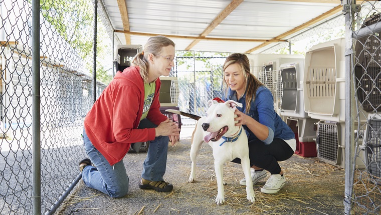 Female volunteers petting a dog in animal shelter