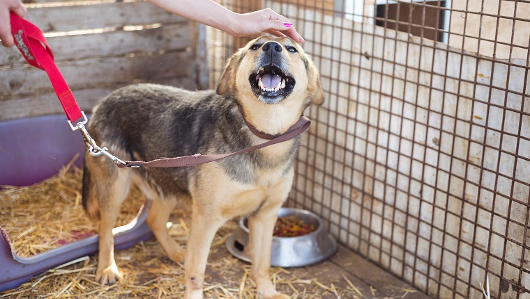 A dog in an animal shelter, waiting for a home