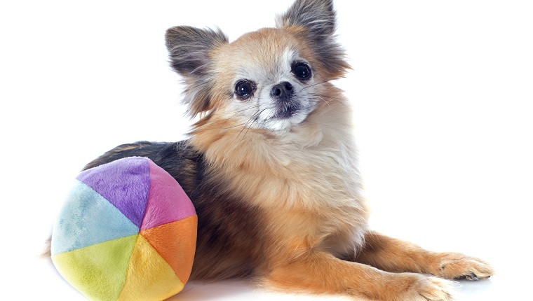 portrait of a cute purebred chihuahua in front of white background