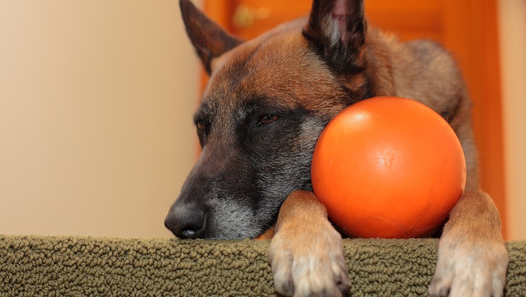 Dog and Ball