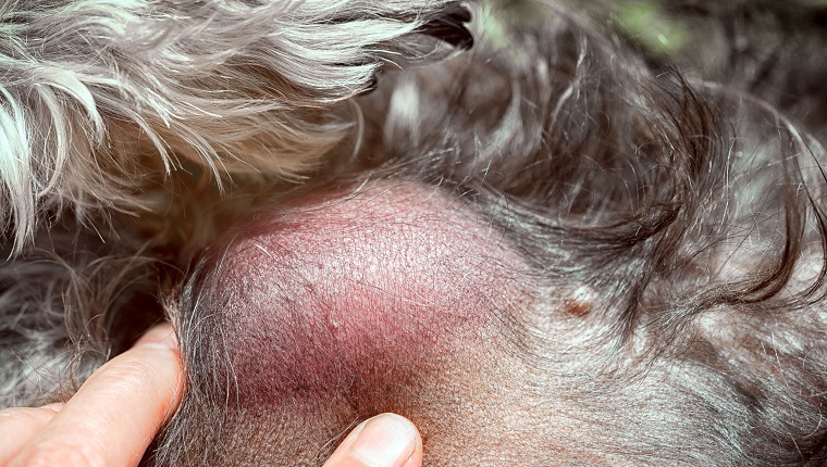 hand of the veterinarian shows metastases on the dog's body