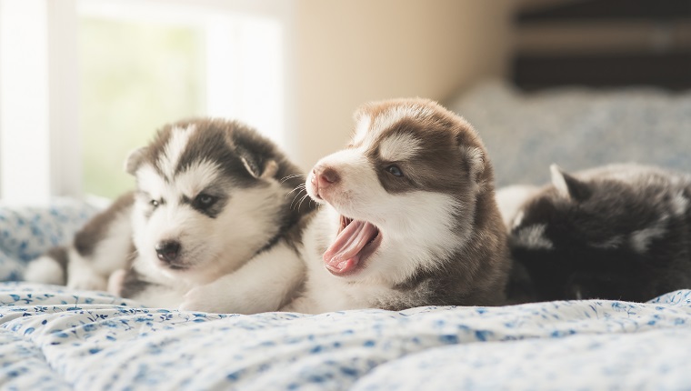 Cute two puppies siberian husky lying on a bed,vintage filter