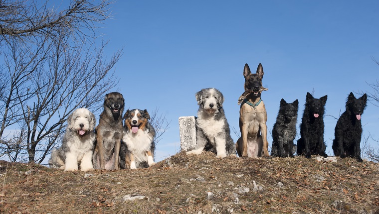 Eight purebred dogs sitting together on top of the hill. They are healthy and obedient with no conflict to each other. Breeds are Bearded Collies, Belgian Shepherds - Malinois, Australian Shepherd, Croatian Sheepdogs. It is beautiful sunny day with nice blue sky.