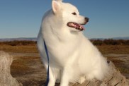 American Eskimo Dog