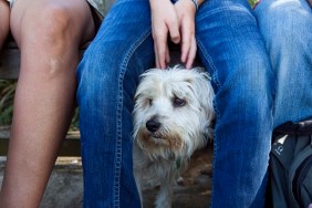 A samll dog looking nervous hides behind its owner for comfort as it looks out.