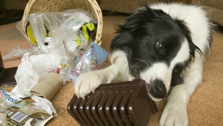 A Border collie chews on trash after tipping over a wastebasket.