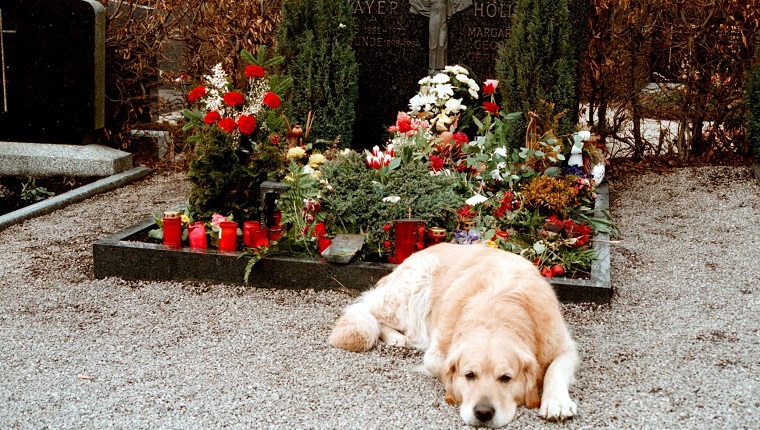 Hund "Inschallah of Roy Black-Family" (genannt "Inscha", Golden Retriever, Geschenk von Fanclub Belgien, geb. 12.9.1984, gestorben 13.9.1999, lebte immer bei Familie Tiemann) am Grab von Roy Black, Friedhof, Bobingen bei Augsburg, Ortsteil Straßberg, Bayern, Deutschland, Europa, Tier, Schauspieler, Sänger, (Photo by Peter Bischoff/Getty Images)