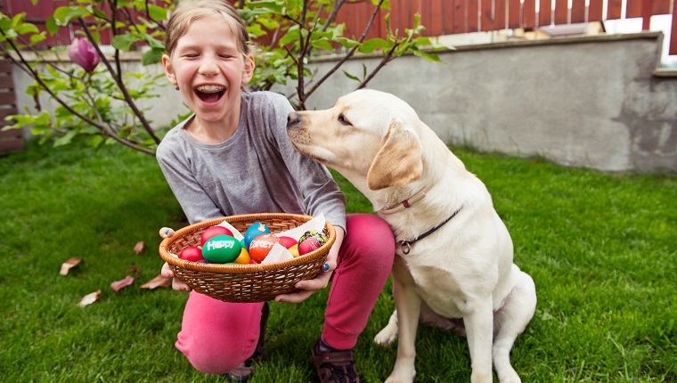 Horizontal image of a 7 years old girl sitting near her golden labrador retriever dog in backyard with a basket full of colorful Easter eggs