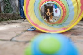 Young dog walking through childs play tunnel