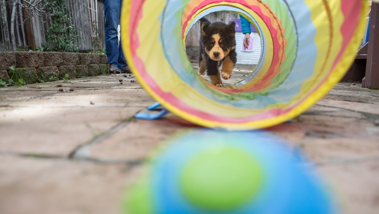 Young dog walking through childs play tunnel