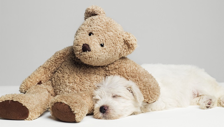 dog with stuffed animal