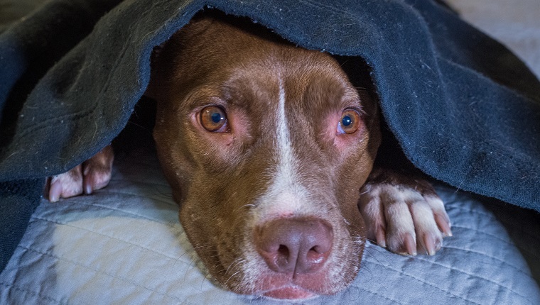 Scared dog laying on a bed with head under a blanket