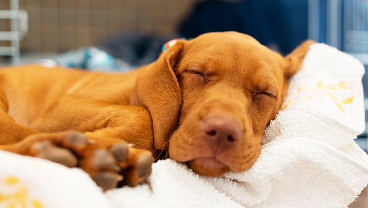 Cute hungarian 2 months old vizsla puppy sleeping in his comfy bed with white blanket.