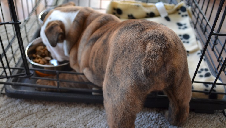 An English Bulldog puppy eats in his crate, facing away with its bum pointing at the camera.