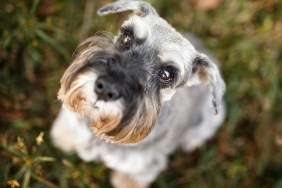 Cute schnauzer dog looking up.