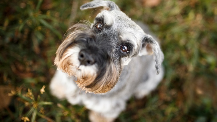 Cute schnauzer dog looking up.