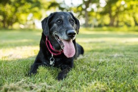 A senior Labrador Retriever dog lies down in grass in a park outdoors.