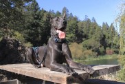 Great Dane Dog Sitting On Wooden Table