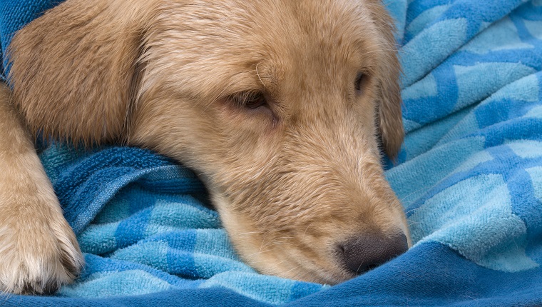 Sick Golden Retriever.