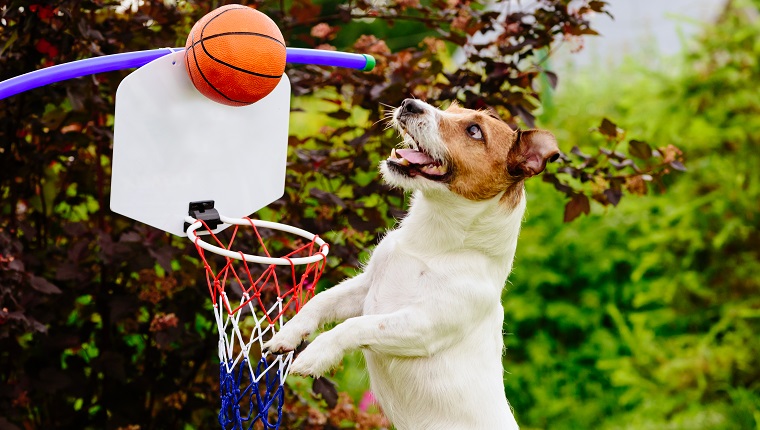 Jack Russell Terrier dog playing basketball