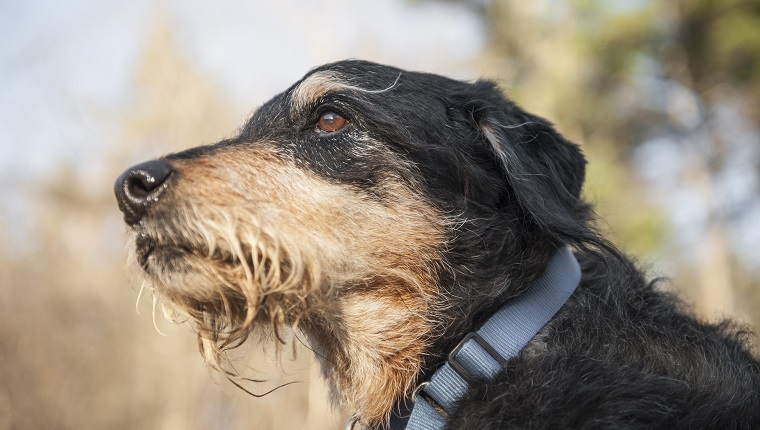 dog looking away from Camera