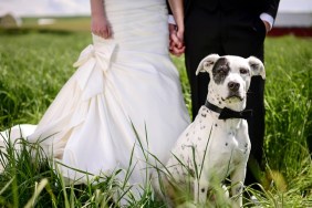 White and black spotted dog with bowtie in front of wedding couple in a field.