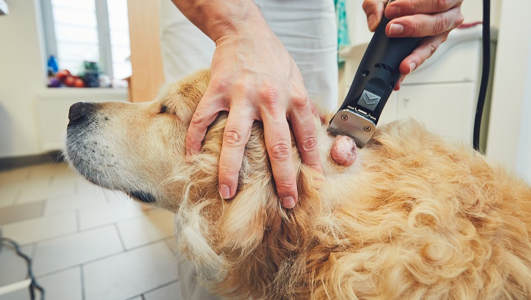 Golden retriever in the animal hospital. Veterinarian preparing the dog for surgery.