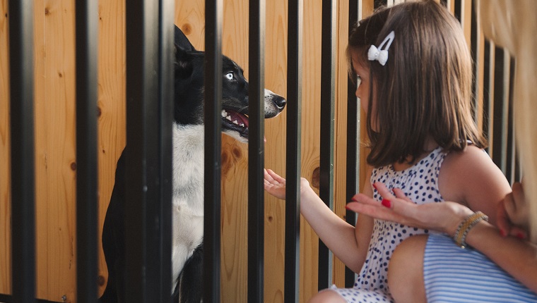 Family at animal adoption centre chooses a dog