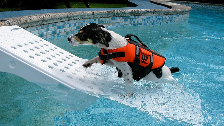 dog on pool ramp