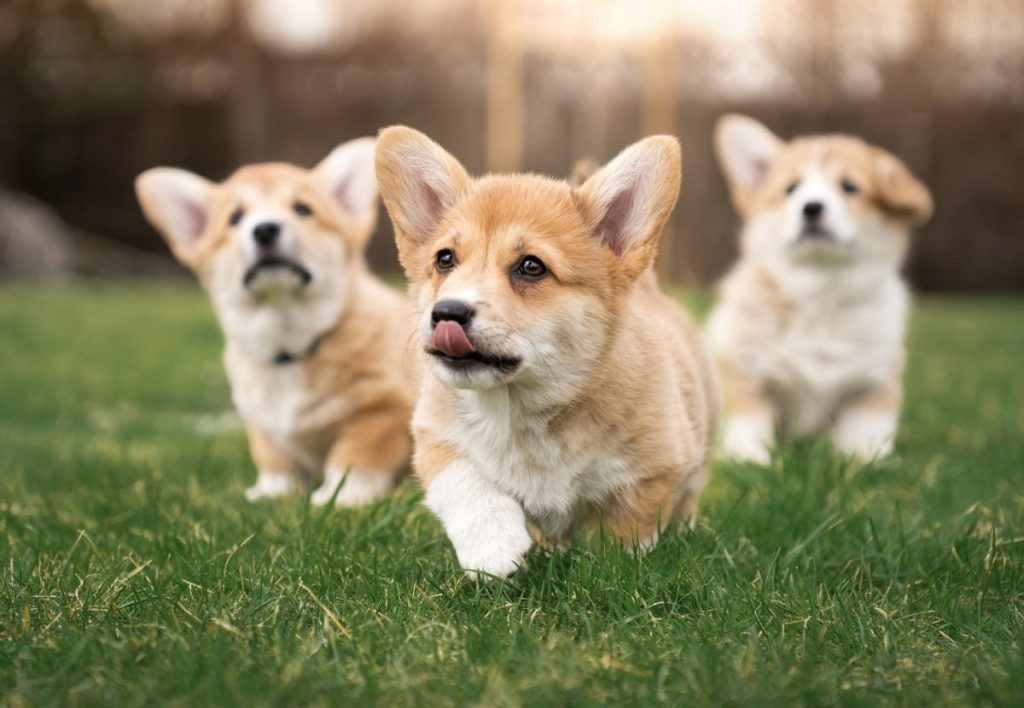 corgi puppies on law stages of puppy development