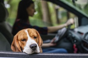 Young woman driving her Beagle dog in a car.