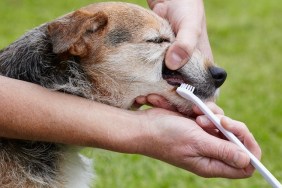 Elderly Jack Russell having teeth cleaned by owner