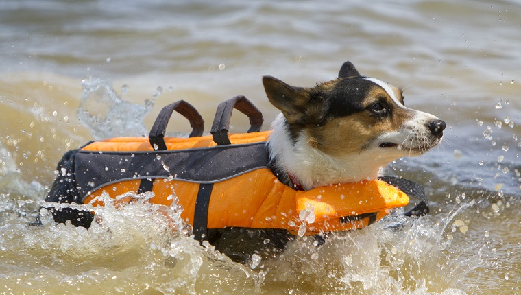 A hot corgi goes for a swim wearing a life vest