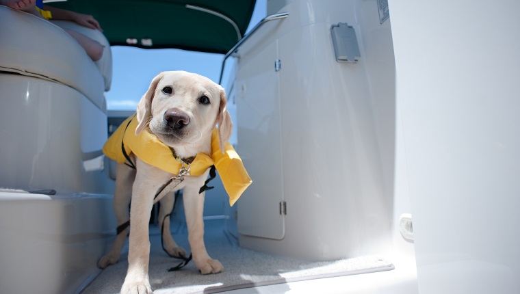 Taking my dog on a boat trip.