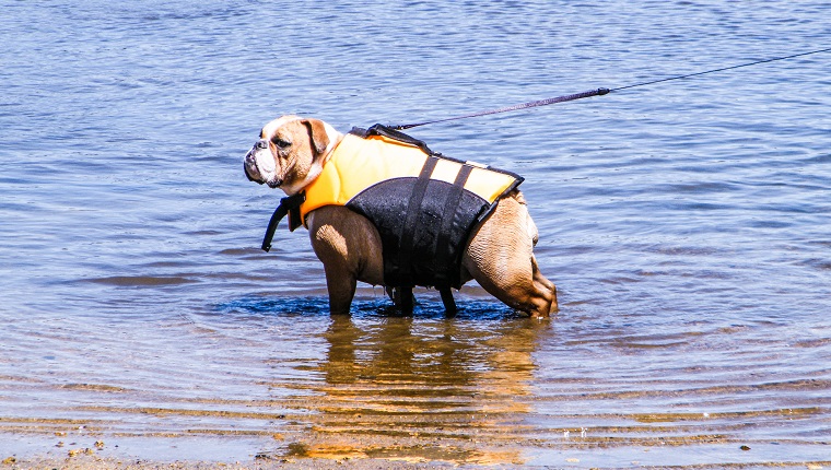 The Bulldog is a medium-sized breed of dog commonly referred to as the English Bulldog or British Bulldog