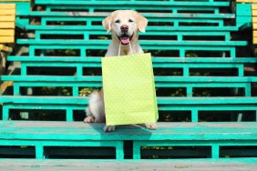 Beautiful Golden Retriever dog holding green shopping bag in teeth