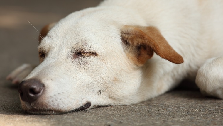 Sleeping dog on concrete cement