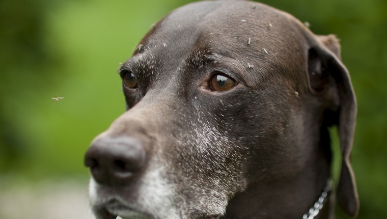 A German Short Haired pointer covered in mosquitos in the middle of summertime