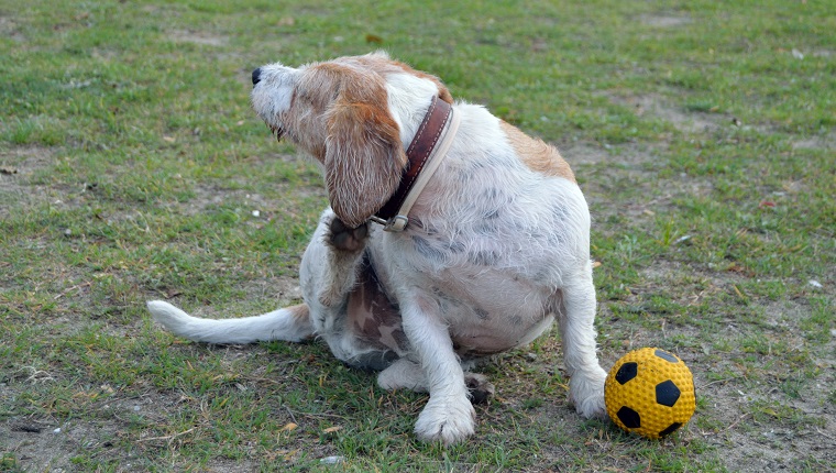 Dog scratching