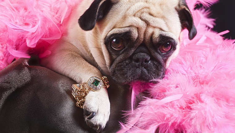 Puk Pukster the Pug is displaying her new piece of bling. (