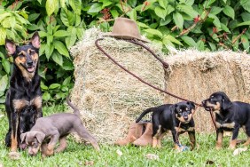 Australian Kelpies mother watching over her litter.