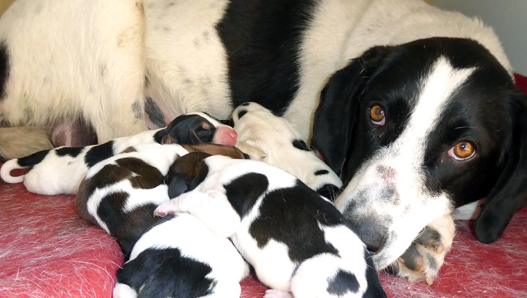 mother dog and puppies