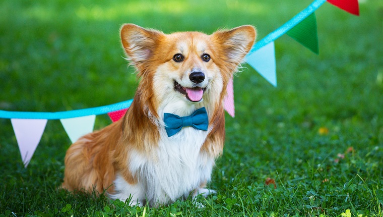 birthday off beautiful corgi fluffy on green lawn and colorful party flags on the background"n