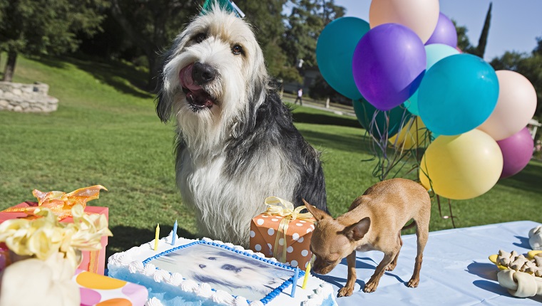 Dogs with birthday cake