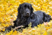 Newfoundland on autumn yellow leaves walk out