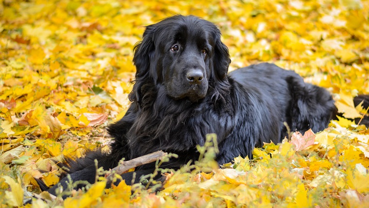 Newfoundland on autumn yellow leaves walk out