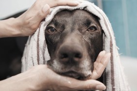 Close up portrait serious black dog being bathed