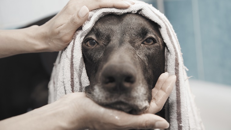 Close up portrait serious black dog being bathed