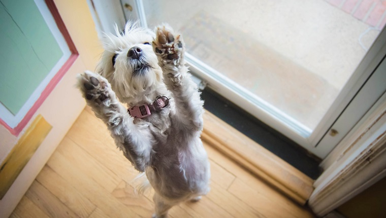 Dog standing